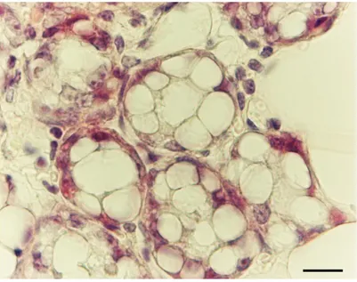 Figure  12. H&amp;E  Subcutaneous  fat  of  mouse  mammary  gland  at  day  18  of  pregnancy