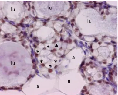 Figure  14:  ImmunoHistoChemical  analysis of  ELF-5.  IHC of mammary gland isolated from female mouse CD1 