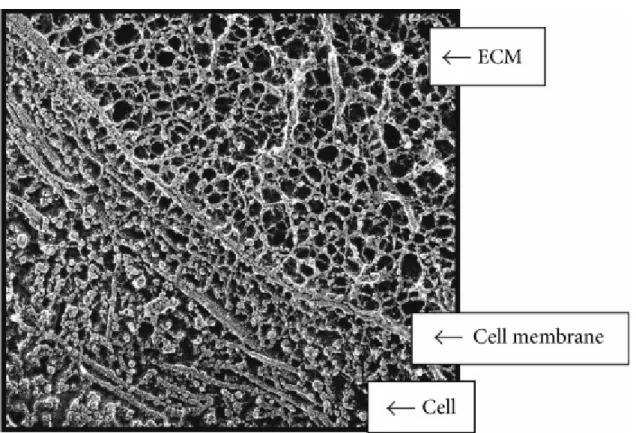 Figure 5 – Interconnected structural components of cells and ECM. 