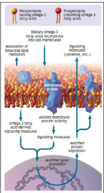 Figure 6  –  Cell membrane showing omega-3 fatty acids incorporated into the phospholipid  bilayer