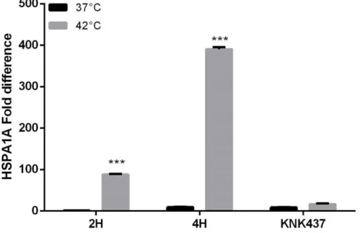 Figure 12: HSPA1A gene expression after  2 and 4 hours heat shock together with treatment  with KNK437