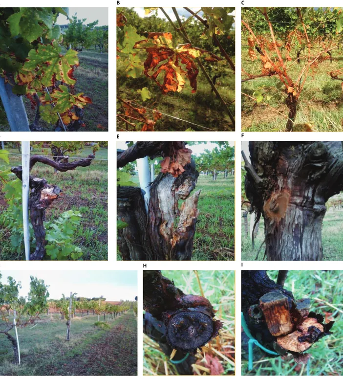 Figure  3  -  Esca  symptoms  in  the  studied  vineyards:  tiger-stripes  on  adult  leaves  in  Chardonnay  (A)  and 