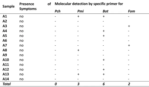 Tab. 3  - Molecular detection carried out on roots collected from asymptomatic (A1-A14) and symptomatic 