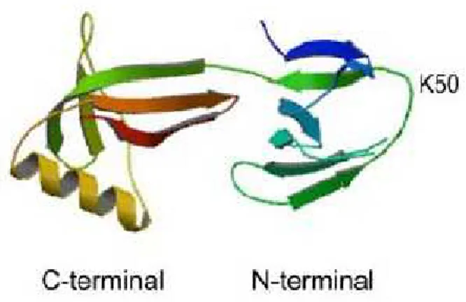 Fig. 2 Crystal structure of human eIF5A protein (PDB ID code 3cpf)  (Park et al, 2010) 