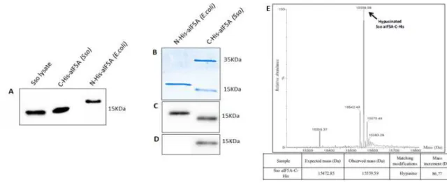 Fig. 18 Detection of recombinants aIF5A proteins.  (A) Western Blot analysis of native protein form Sso lysate, aIF5A-