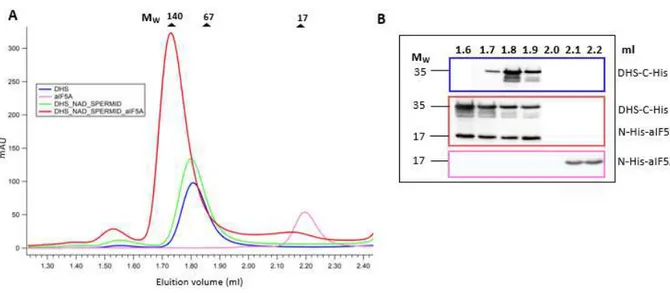 Fig. 26 Complex formation between N-His-aIF5A and DHS-C-His with size-exclusion chromatography