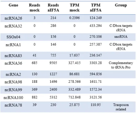 Table 5 shows a group of ncRNA which have been selected for high 5A Reads and 5A TPM  numbers, compared to the mock control: 