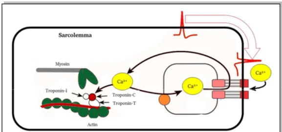 Figure 1.6. Excitation-contraction coupling. Cardiac impulse arrives (red) and causes a flux  of Ca 2+  inside the cell