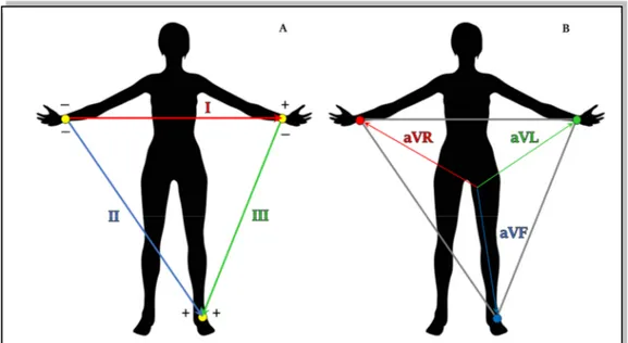 Figure 1.10. ECG lead measured at limbs. The Einthoven leads (A) and Goldberg leads (B)  are six of the standard 12 leads and they are measured placing four electrodes at limbs