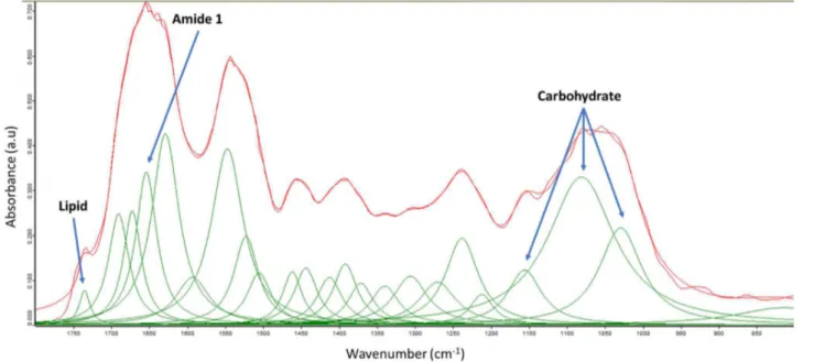 Figure  3.4:  An  FTIR  spectrum  (1800–800  cm -1 )  with  peak  deconvolution  representative  of 