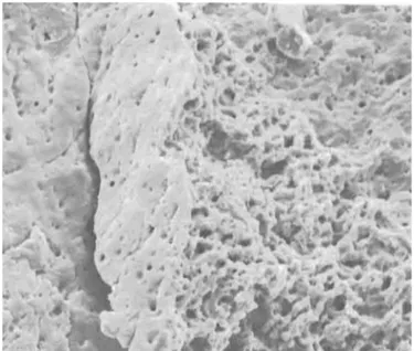 Figure 34 Inner Microstructure of caseous curds as pictured by SEM at magnification of  640x in a 24hours Parmigiano Reggiano cheese specimen (adapted from Annibaldi, 1982)