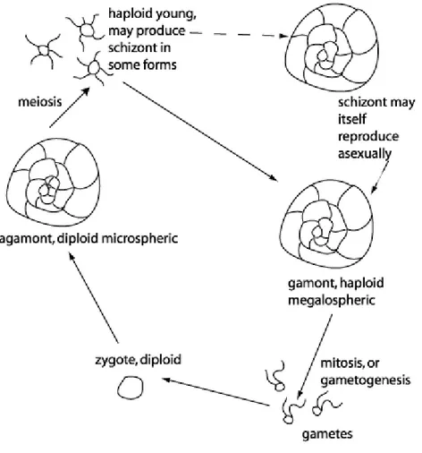Figure  5  –  Diagram  showing  a  generalized  foraminfer  life  cycle.  Note  the  alternation  between  a  haploid megalospheric form and a diploid microspheric form (redrawn after Goldstein, S.T., 1999)