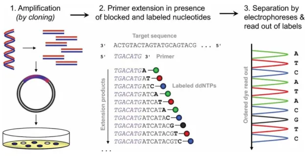 Figure 3.3.  Schematic representation of the Sanger sequencing process. 
