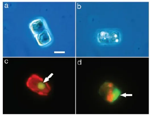 Figure 2. Morphology of Thalassiosira weissflogii upon aldehyde addition. (a) Control cells shortly after cell  division,  unfixed