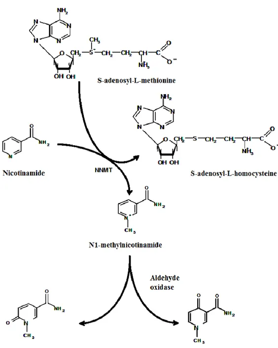 Figure  1.  Methylation  of  nicotinamide  and  oxidation  of  N1-methylnicotinamide 