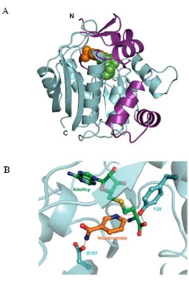 Figure 3. Crystal structure of human NNMT bound to S-adenosyl-L-homocysteine and 