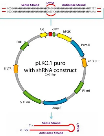 Figure  4.  pLKO.1-puro  vector.  Expression  of  shRNAs  are  driven  by  the  human  U6 