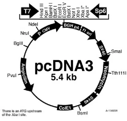 Figure  5.  pcDNA3  expression  vector.  pcDNA3  vector  contains  the  strong  CMV 