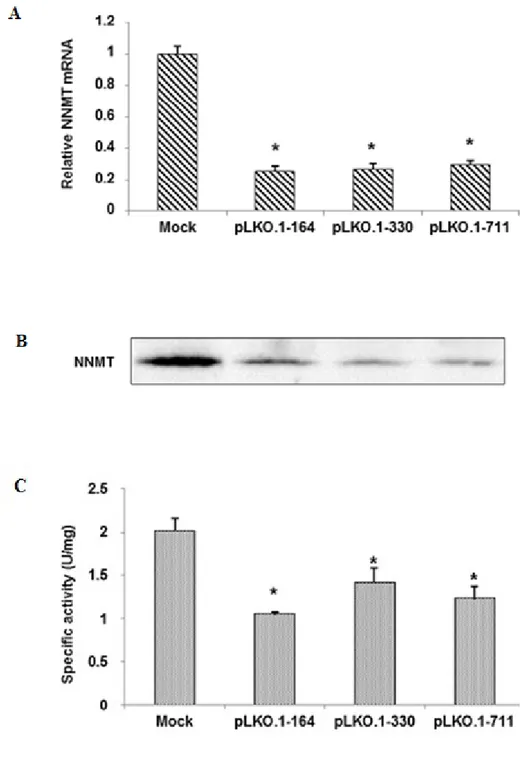Figure 8. Evaluation of NNMT silencing. NNMT expression levels were analyzed in 