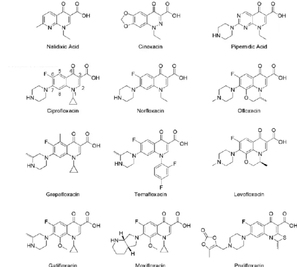 Figure 1.4 Chemical structures of most relevant quinolones. 