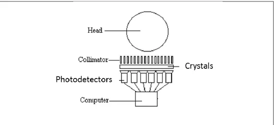 Fig. 1. 5 A scheme of a gamma camera. The collimater allows gamma rays, coming from the phantom (head), which  have a particular direction, the pixelated crystals convert the gamma rays in light detected by the photodetectors  which produce electric signal