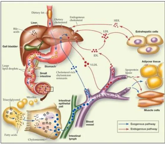 Figura  3.  Rappresentazione  schematica  del  trasporto  endogeno  ed  esogeno  del  colesterolo