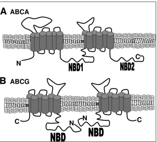 Figura  6.  Schematizzazione  dei  modelli  di  trasportatori  ABC.  A)  ABCA,  un  trasportatore 