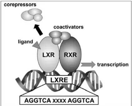 Figura 9. Meccanismo della regolazione trascrizionale mediata da LXR.  