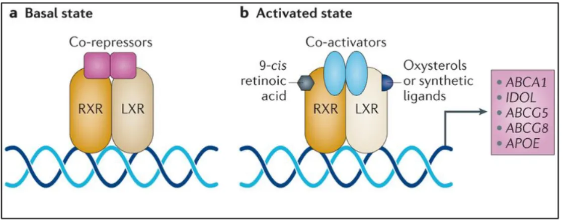 Figura  10.  Modello  di  azione  di  LXR.  Nello  stato  basale,  in  assenza  di  ligandi,  il  dimero  LXR/RXR 