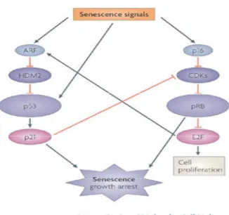 Figura 8 Segnali coinvolti nel fenomeno di senescenza cellulare