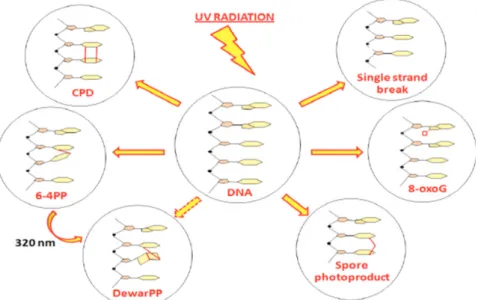 Figura 14 Possibili fotoaddotti del DNA dopo eccitazione con radiazione UV.