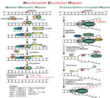Figura 16 Diversi processazioni del sistema NER nell’ eliminare la mutazione genomica