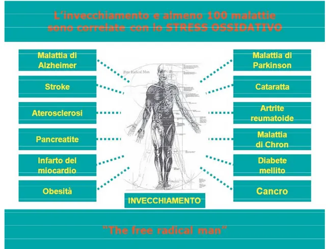 Figura 24 Free radical man, coinvolgimento delle specie reattive dell’ossigeno ROS in diverse patologie cronico degenerative 