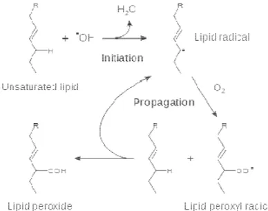 Figura  26  Perossidazione  lipidica    di  un  acido  grasso  insaturo  nell  sue  diverse  fasi:  iniziazione  ad  opera  di  un  radicale,  propagazione radicalica, formazione di radicali perossilici e formazione finale di lipoperossidi.