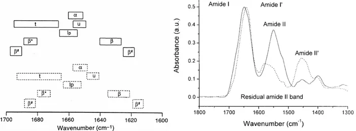 Figure  2.2.  (Left  Panel)  The  regions  Amide  I/I’  (1600-1700  cm -1 )  frequencies  for  protein  secondary  structures