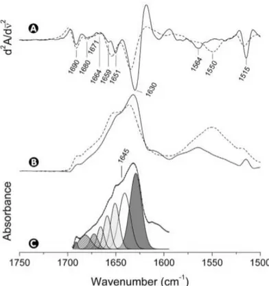 Figure  3.1.  Second  derivative  (A),  self-deconvoluted  (B)  and  curve-fitting  spectra  of  b-AGP  (C)