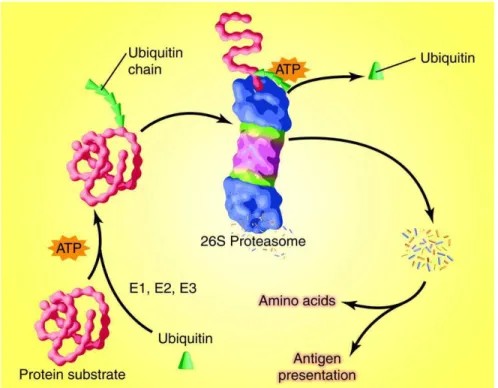 Fig.  1.5  Rappresentazione  schematica  del  sistema  di  degradazione  ubiquitina- ubiquitina-proteasoma (UPS) (Lecker, Goldberg et al