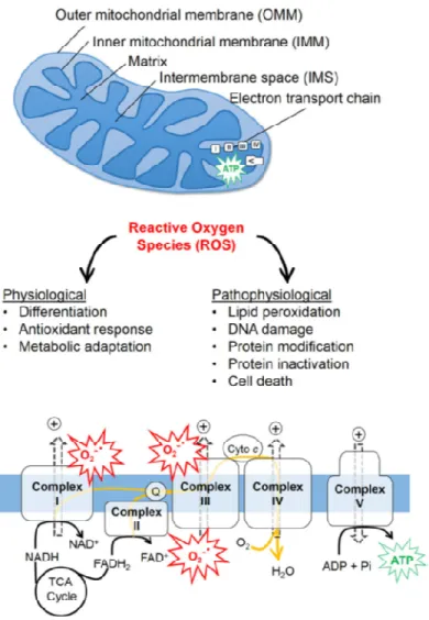 Fig. 1.7 Funzioni e disfunzioni mitocondriali (Hamacher-Brady and Brady 2016). 