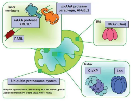 Fig.  1.8  Controllo  di  qualità  proteico  nei  diversi  compartimenti  mitocondriali  (Baker  and Haynes 2011)