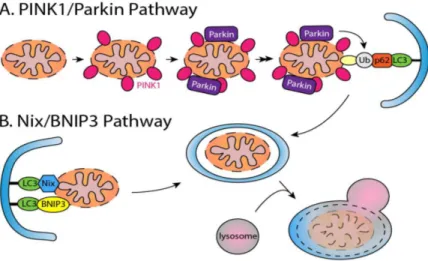 Fig  1.9  Principali  meccanismi  di  attivazione  della  mitofagia  (Hammerling  and  Gustafsson 2014)