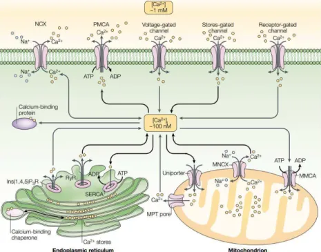 Fig.  1.10  Meccanismi  di  omeostasi  cellulare  del  calcio  (Syntichaki  and  Tavernarakis  2003)