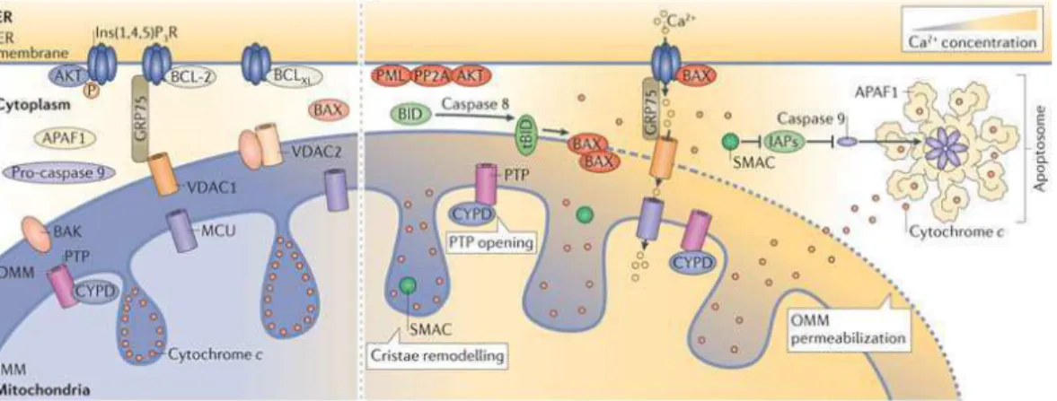 Fig. 1.12 Alterazione dell’omeostasi mitocondriale del calcio (Rizzuto, De Stefani et al