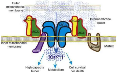 Fig. 1.13 Complesso dell’uniporto mitocondriale del calcio (Murgia and Rizzuto 2014). 