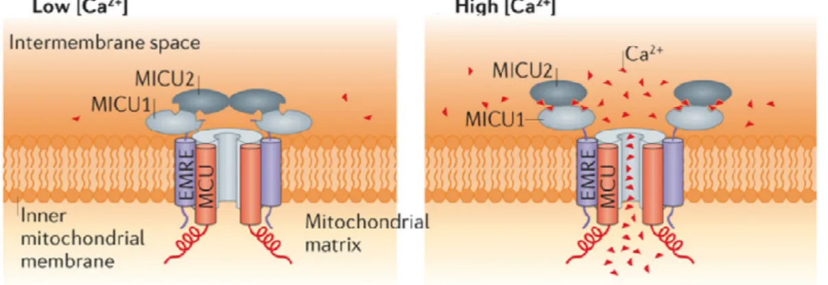 Fig. 1.14 Meccanismo di azione di MICU1 e MICU2 (Kamer and Mootha 2015). 