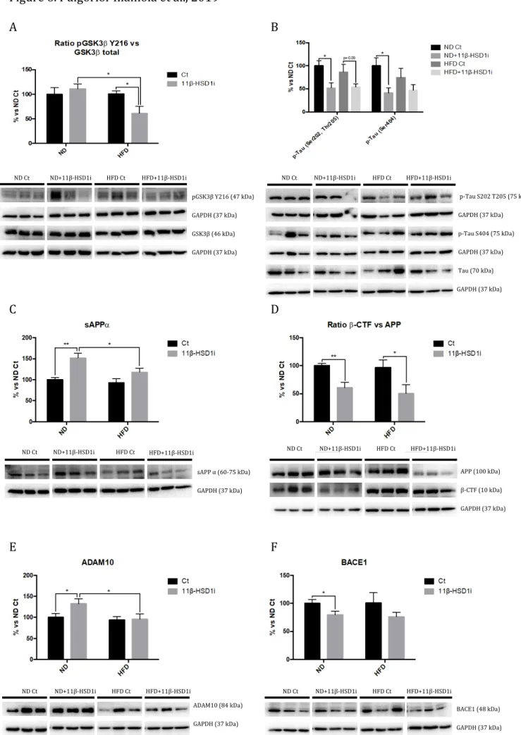 Figure 6. Puigoriol-Illamola et al., 2019  A  B  C  D  E  F        ND Ct    ND+11β-HSD1i  HFD Ct  HFD+11β-HSD1i    p-Tau S202 T205 (75 kDa)  GAPDH (37 kDa)  p-Tau S404 (75 kDa)  GAPDH (37 kDa)  Tau (70 kDa) GAPDH (37 kDa) ND Ct   ND+11β-HSD1i    HFD Ct   H