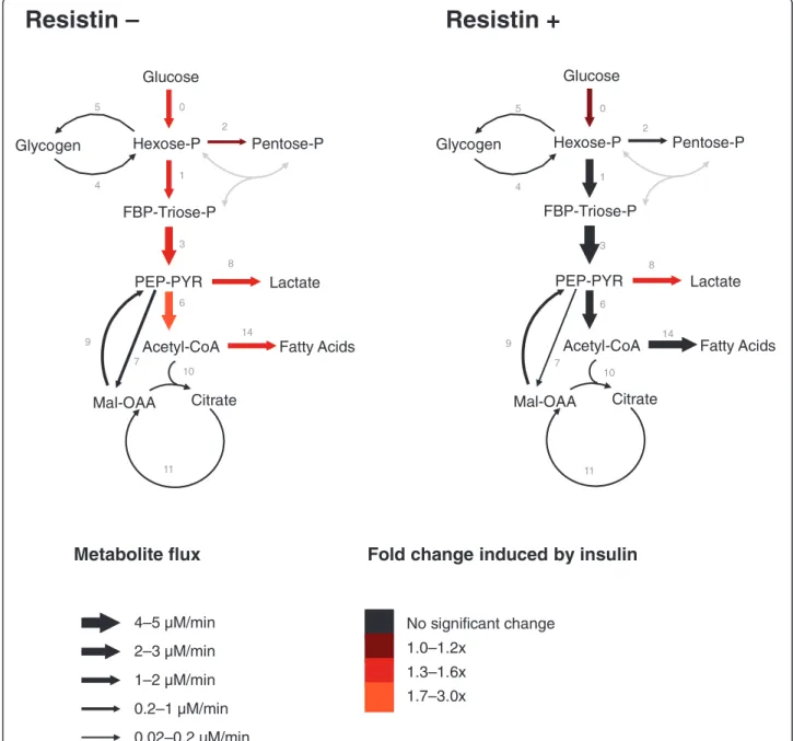 Figure 1 Metabolic fluxes in L6E9 myotubes not treated and treated with resistin and/or insulin
