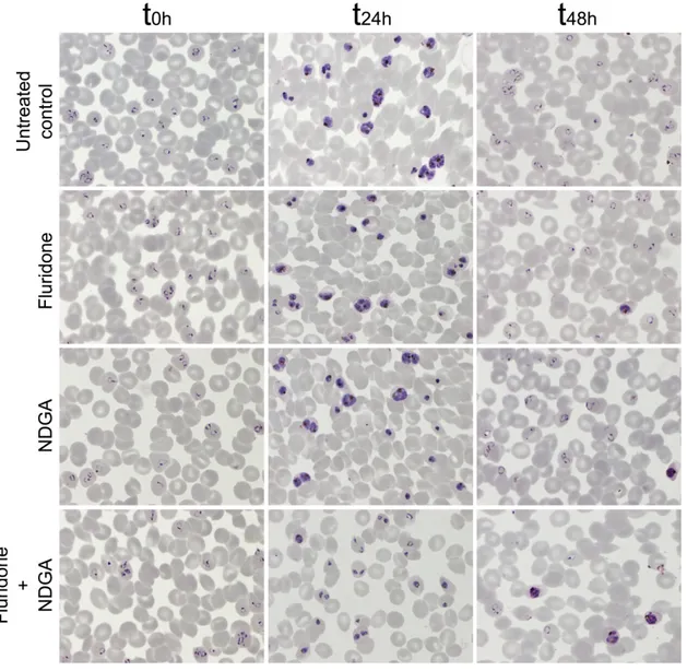Fig. S4. Microscopic images of Giemsa-stained P. falciparum cultures corresponding to  growth inhibition assays in the presence of fluridone and NDGA tested at their  respective IC50s determined in the assay presented in Fig
