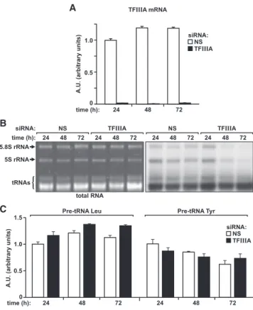 Figure 2. Effect of TFIIIA Depletion on RNA Pol-III-Dependent Transcription