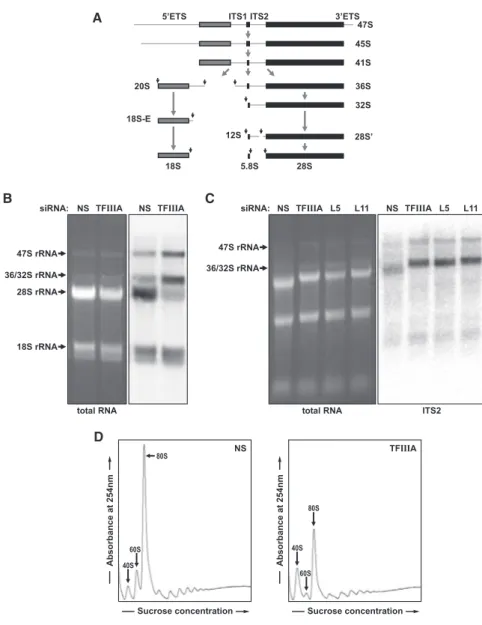Figure 3. Effect of TFIIIA Depletion on Ribo- Ribo-some Biogenesis