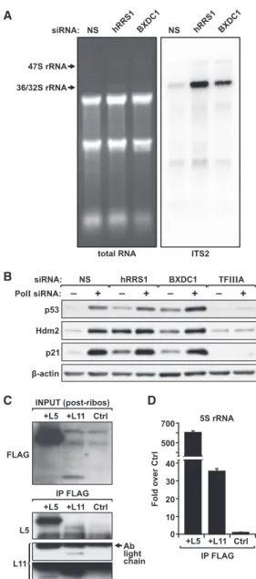 Figure 6. Formation of the RPL5/RPL11/5S rRNA Complex Is Independent of 60S Ribosome Biogenesis and Hdm2